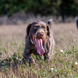 Iron-Mound_Dogs_Buddy-47