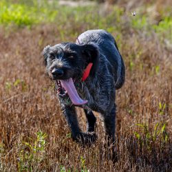 Iron-Mound_Dogs_Jay-35