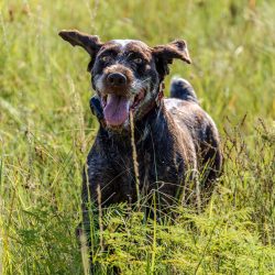 Iron-Mound_Dogs_Max-01