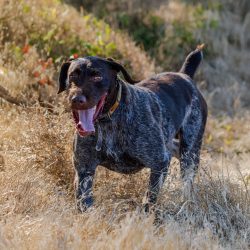 Iron-Mound_Dogs_Tank-03